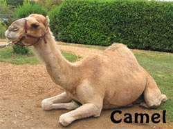 Camel / Rakuda