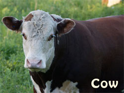 Cow / Ushi