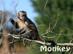 Monkey / Saru