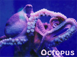 Octopus / Tako