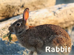 Rabbit / Usagi