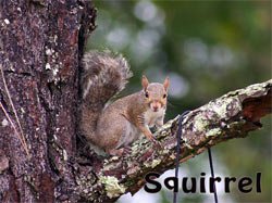 Squirrel / Risu